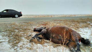 Саратовец сбил двух лошадей и сам погиб Саратовец сбил двух лошадей и сам погиб