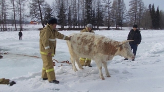 В Алгайском районе утонуло в ледяной воде более 50 коров В Алгайском районе утонуло в ледяной воде более 50 коров