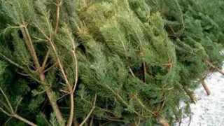 Саратовский лесхоз заработал миллион на продаже елок Саратовский лесхоз заработал миллион на продаже елок