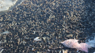 Задыхается рыба в прудах саратовского горпарка