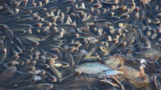 Сотрудники горпарка пытаются спасти задыхающуюся в прудах рыбу