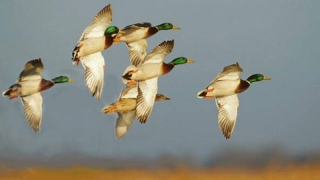 ����������� ����� �� ������������� ����