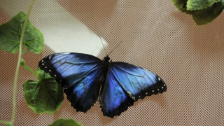 В Саратов «прилетели» бабочки из Южной Америки и Мадагаскара
