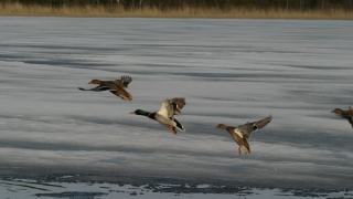 � ����������� ������� �������� ���� ���� ��� ���������� � ������ ������