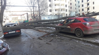В Саратове два автомобиля пострадали в результате падения дерева