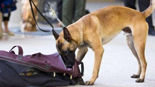 Проспект Кирова перекрыли из-за подозрительной сумки Проспект Кирова перекрыли из-за подозрительной сумки