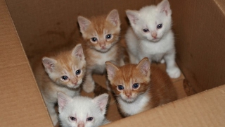 В Саратове из-за котят эвакуировали ТРЦ «Триумф Молл» В Саратове из-за котят эвакуировали ТРЦ «Триумф Молл»