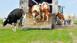 В Ершовском районе остановили грузовик с незаконной партией коров В Ершовском районе остановили грузовик с незаконной партией коров