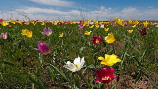 Фестиваль тюльпанов в Саратовской области получился красивым, но пыльным
