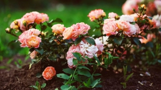 �� ������������ ������� ������� ��� ������ ���