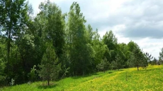 В Саратовском районе чиновники незаконно раздали 11 лесных участков