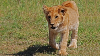 Ветеринары рассказали о местонахождении льва из Энгельса