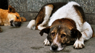 �� ������ � �������� ���� ������� 52 �������� ������