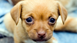 В России ужесточат наказание за издевательства над животными в присутствии детей В России ужесточат наказание за издевательства над животными в присутствии детей