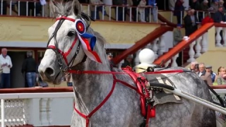 ����������� ������� ������� ������� ������