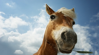 ����������� ������� ������� ����������� � ��� ����