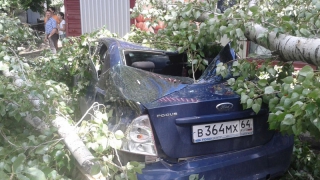 В Саратове упавшие деревья придавили несколько машин и поломали магазин