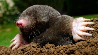 � ������� ������ �� �������� ����� ����