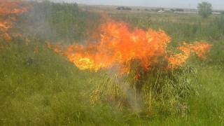 Пограничники в Саратовской области сожгли плантации конопли
