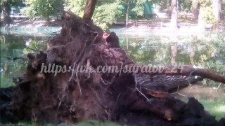 В горпарке Саратова в пруд упал дуб и задел лебедя В горпарке Саратова в пруд упал дуб и задел лебедя