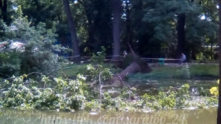 Упавший на лебедя дуб в горпарке пообещали обследовать и распилить Упавший на лебедя дуб в горпарке пообещали обследовать и распилить