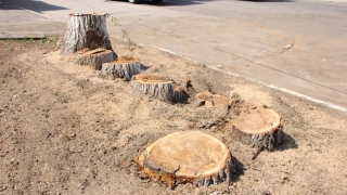 ����� ������ ����� � ������ ���� ������� �������� �����