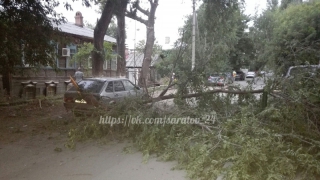 В Саратове дерево упало на автомобиль