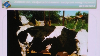 Саратовские ветеринары не допустили распространения опасного заболевания среди скота