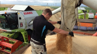 В Балаковском районе аграрии намолотили более 100 тысяч тонн зерна