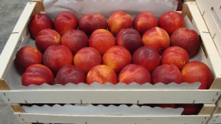 � �������� ���������� ������������ ��������� � ��������