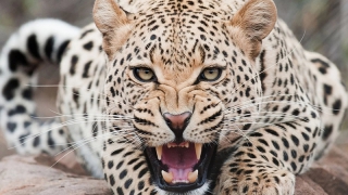 В Саратове завели дело из-за нападения леопарда на девочку