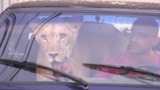 В пензенском зоопарке опровергли данные о возвращении львицы в Энгельс