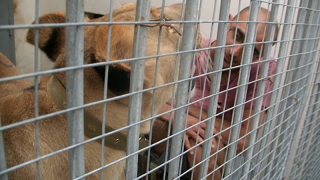 Владелец львицы Майи спит рядом с ней в Пензенском зоопарке
