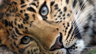В Саратове СУ СК добивается закрытия зоопарка, где леопард напал на девочку