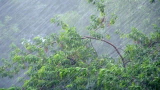 МЧС предупреждает саратовцев о сильном дожде и ветре