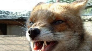 Из-за бешеной лисы в саратовском селе ввели карантин Из-за бешеной лисы в саратовском селе ввели карантин