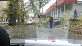 В Саратове несколько упавших от ветра деревьев перегородили улицы