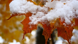В Саратовской области ждут снегопада и похолодания днем до -5