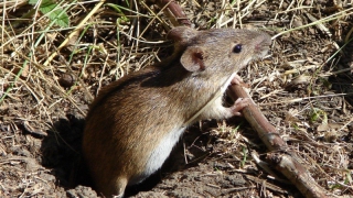 � ����������� ������� ������������ ������� ���������