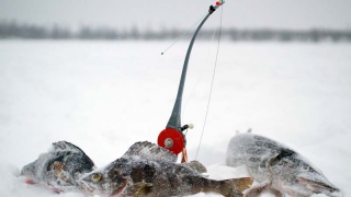 �� ���������� �������� ���������� �������� ����� ������ �������