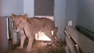 В Саратовской области хозяин льва заплатит за нападение животного на подростка