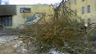 Жителей Балашова возмутила массовая вырубка деревьев