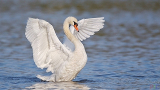 В Аткарске спасли замерзающего на реке лебедя В Аткарске спасли замерзающего на реке лебедя