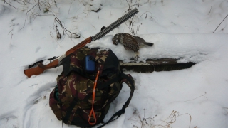 В Саратовской области собака застрелила охотника из ружья