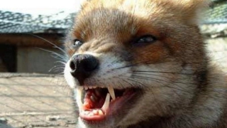 ���������� �������� ��������� �������� �� ���