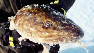 ���� ���������� ����� ����������� ���������� ���� �� ������������� ��� �������