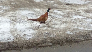 Очевидцы заметили гуляющего по Заводскому району фазана Очевидцы заметили гуляющего по Заводскому району фазана