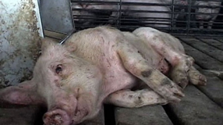 ��������� ��������� ������ �� ���������� ������ �������� ����� 200 ����� ������