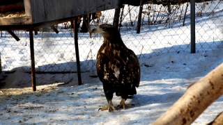 � �������� ����������� ������������� ���� ��������� ��� ����������