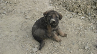 В Саратове спасатели вызволили бездомного щенка из подвески автомобиля